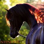 Profile Picture of طلال القايد (@talal_algayed) on Instagram