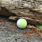 Bob Escamilla Speck - Instagram Profile Picture of Bob Escamilla Speck (@bob_tennis_ball) on Instagram