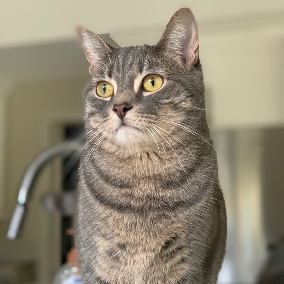 Profile Picture of Rebecca Schneider (@rebeccas92) on Poshmark