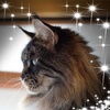 Profile Picture of Davide Celano (@@lincedelletnamainecoon) on Tiktok