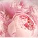 Profile Picture of Alice Bertrand (@alice.bertrand.94009) on Facebook