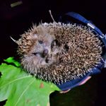 Profile Picture of Alex_Kovalsky (@alex_k0valsky) on Instagram