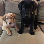 Profile Picture of Stout & Avery (@stoutaverylabs) on Instagram
