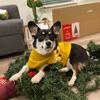 Profile Picture of Lillian Trinh (@@minacorgina) on Tiktok