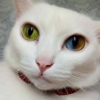 Profile Picture of Brian Gao (@darkcain212) on Twitter