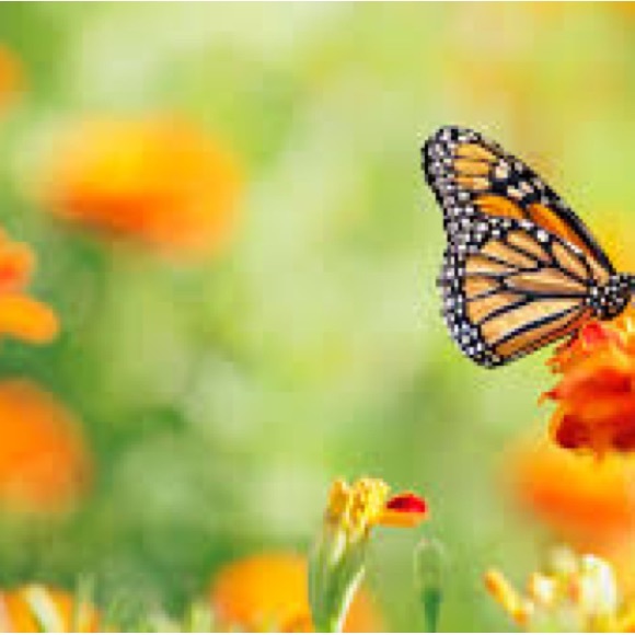 Profile Picture of Danielle Sprouls (@butterfly719) on Poshmark