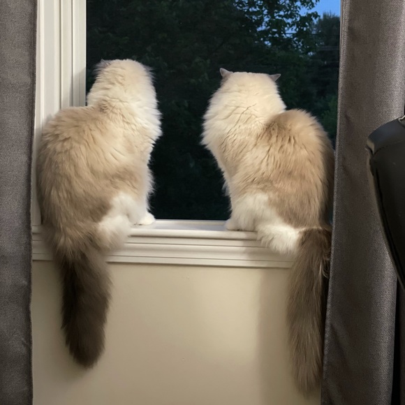 Profile Picture of Ziyuan Zhao (@ziyuanzhao) on Poshmark