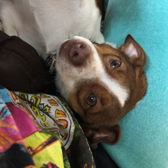 Profile Picture of Sydnee Sapack (@sms313995) on Poshmark