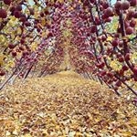 Profile Picture of Mauro Godinez (@mauro.godinez.98) on Instagram