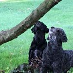 Profile Picture of Chris Schull (@schullc) on Instagram