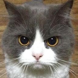 Profile Picture of Calvin Shen (@jiyuanshen19) on Twitter