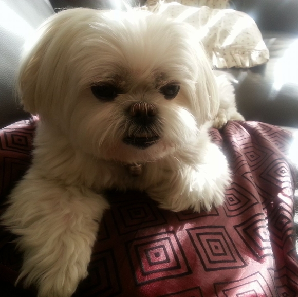 Profile Picture of Liz Wong (@lizgigiwong) on Poshmark