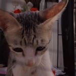 Profile Picture of catty kaniara (@catty_kaniara) on Instagram