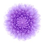 Profile Picture of Nicholas Faletti (@nicholasfaletti) on Instagram