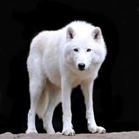 Profile Picture of Vladimir Yakovlev (@vladimir-yakovlev-18) on Quora