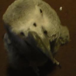 Profile Picture of Paul  Dimitri (@scootergraybird) on Twitter