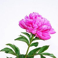 Profile Picture of Nhung Phan (@nhung-phan-21) on Quora