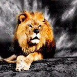 Profile Picture of Jeremy Korolchuk (@cavalierlion74) on Instagram