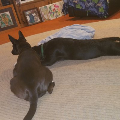 Profile Picture of Robert Bigelow (@robertbigelow4) on Twitter