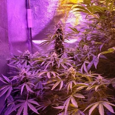 Tony Pruitt - Twitter Profile Picture of Tony Pruitt (@TonyPru11688931) on Twitter