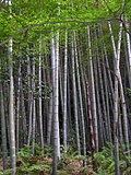 Profile Picture of Bamboo - Wikipediaon Wikipedia