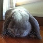 Profile Picture of 💙Leroy💙 (@leroythebunny) on Instagram