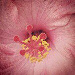 Profile Picture of robin hanks (@opichi) on Instagram