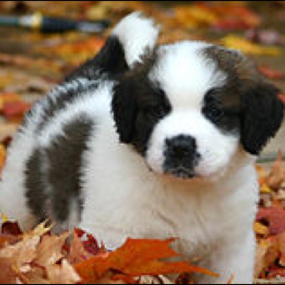 Scotland Anderson - Poshmark Profile Picture of Scotland Anderson (@brixdar) on Poshmark