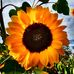 Profile Picture of Thomas Gramlich (@Thomas-Gramlich) on Facebook