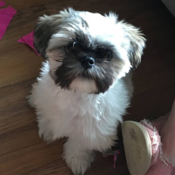 Profile Picture of Toby Wiberg (@tobywiberg) on Poshmark