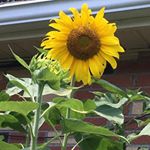 Profile Picture of Taleta Fern Hollis (@turquoisensunflowers) on Instagram