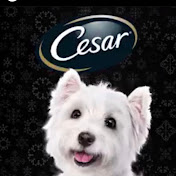 Profile Picture of Cesar Quinto (@cesarquinto1078) on Youtube