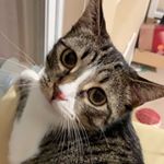 Profile Picture of HAZEL🌰 (@hazelnut_tabby) on Instagram