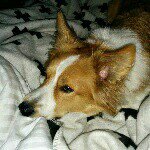 Ian Warner - Instagram Profile Picture of Ian Warner (@shitehawke) on Instagram