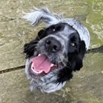 Profile Photo of Dorothy May (@dottie.may.spaniel_) on Instagram