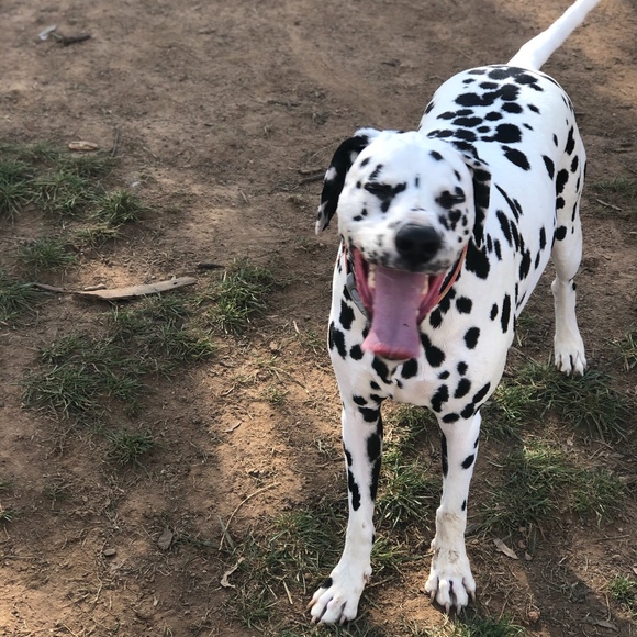 Jessica Cordwell - Poshmark Profile Picture of Jessica Cordwell (@otasaurus) on Poshmark