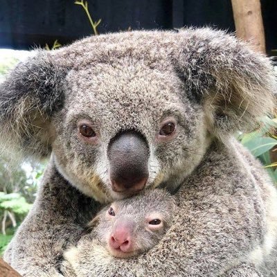 Profile Picture of Anne Fitzpatrick🇦🇺 (@mrsfitz0) on Twitter