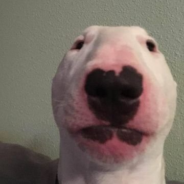 Profile Picture of Jacob Longo (@JacobLongo8) on Twitter