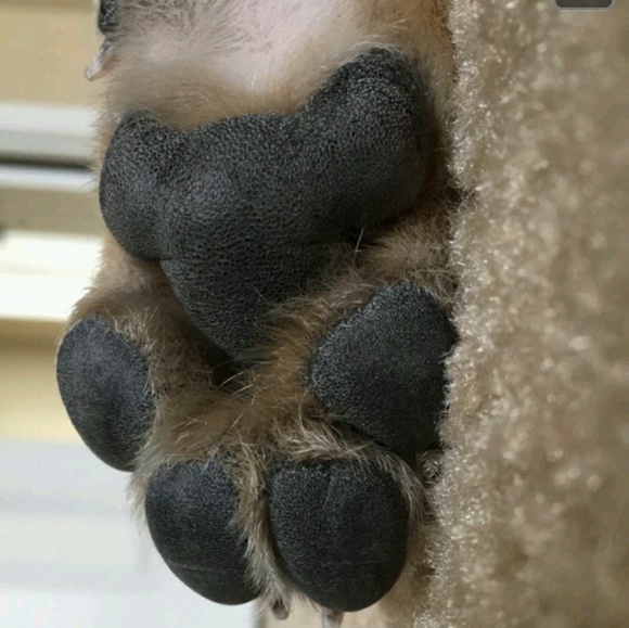 Profile Picture of Samantha Travieso (@ssmmi3) on Poshmark