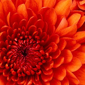 Profile Picture of Mohammad Marandi (@mohammadmarandi5629) on Youtube