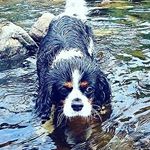 Profile Picture of Linda the Cavalier (@linda_the_cavalier) on Instagram