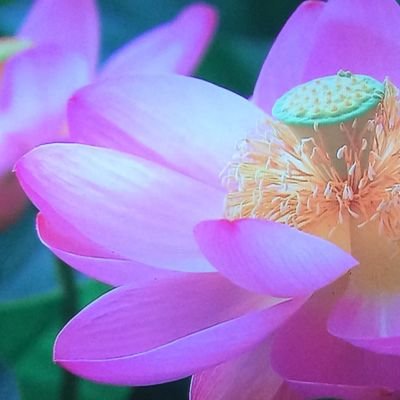 Profile Picture of Kuma (@kokuma55) on Twitter