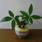 Tomoko Choy - Instagram Profile Picture of Tomoko Choy (@pomoko.choy) on Instagram