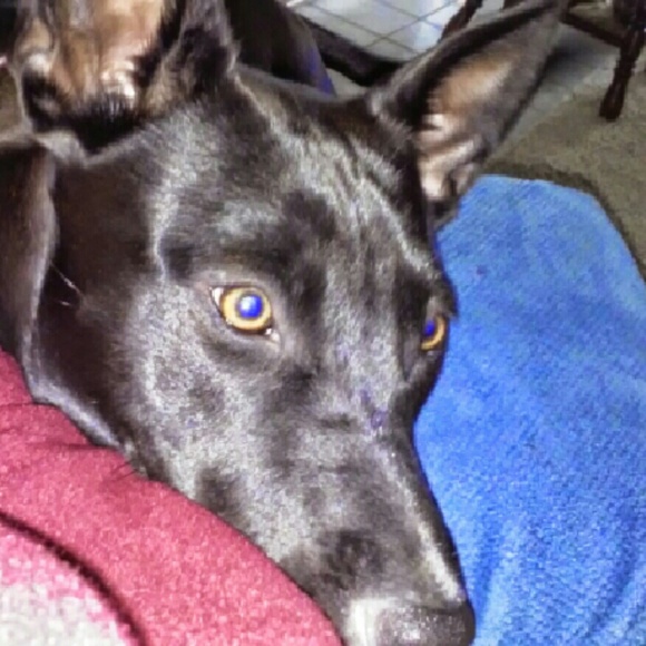 Profile Picture of Tammy Nostrant (@tammy59509) on Poshmark