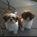 Profile Picture of Snickers & Coco Johnson + Cat (@thepuppytwins) on Instagram