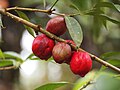 Profile Picture of Phaleria macrocarpaon Wikipedia