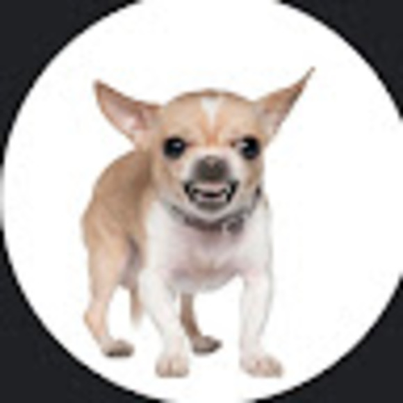 Profile Picture of Cookie Chihuahua (@chihuahuac401) on Poshmark