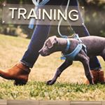 Craig Bessasparis - Instagram Profile Picture of Craig Bessasparis (@petsmart_trexlertown) on Instagram