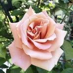 Profile Picture of Daivid A Tony (@Daivid-A-Tony) on Facebook