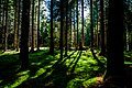Profile Picture of Shade (shadow) - Wikipediaon Wikipedia